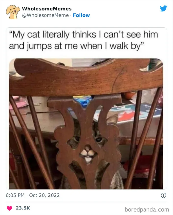 50 Of The Most Hilarious Cat Tweets Ever (New Pics)