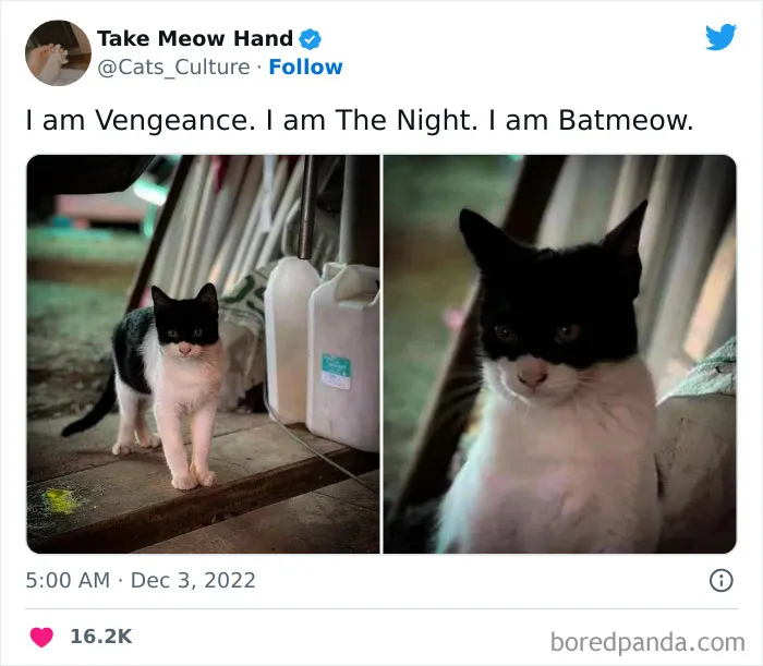 50 Of The Most Hilarious Cat Tweets Ever (New Pics)