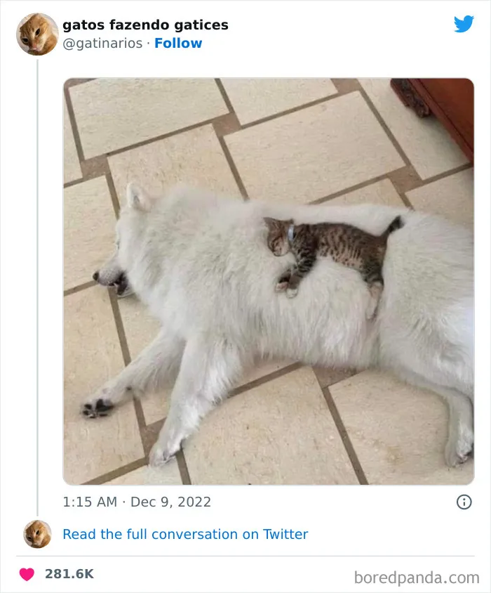 50 Of The Most Hilarious Cat Tweets Ever (New Pics)