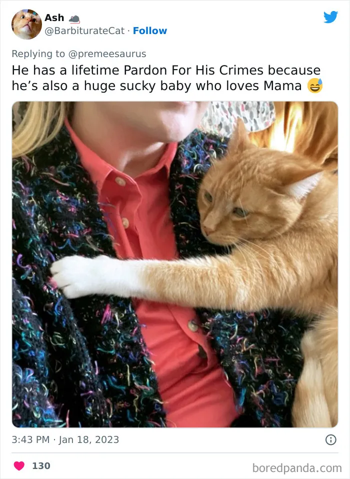 30 Hilarious Cases Of Cats Being Total Criminals And Causing Havoc In Their Loving Homes