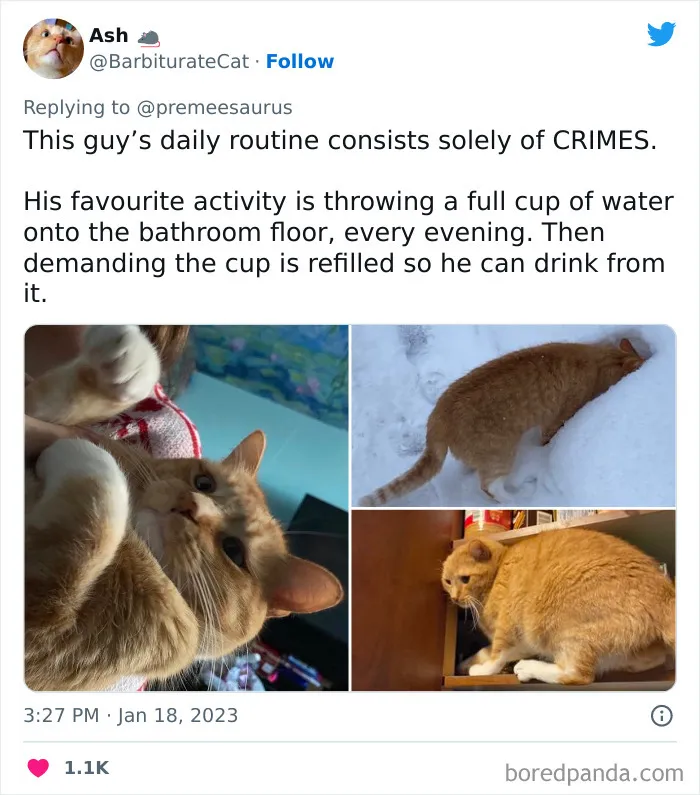 30 Hilarious Cases Of Cats Being Total Criminals And Causing Havoc In Their Loving Homes