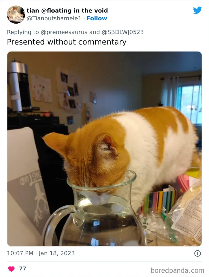 30 Hilarious Cases Of Cats Being Total Criminals And Causing Havoc In Their Loving Homes