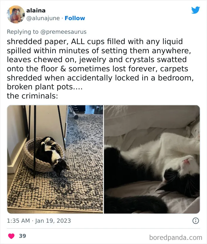 30 Hilarious Cases Of Cats Being Total Criminals And Causing Havoc In Their Loving Homes