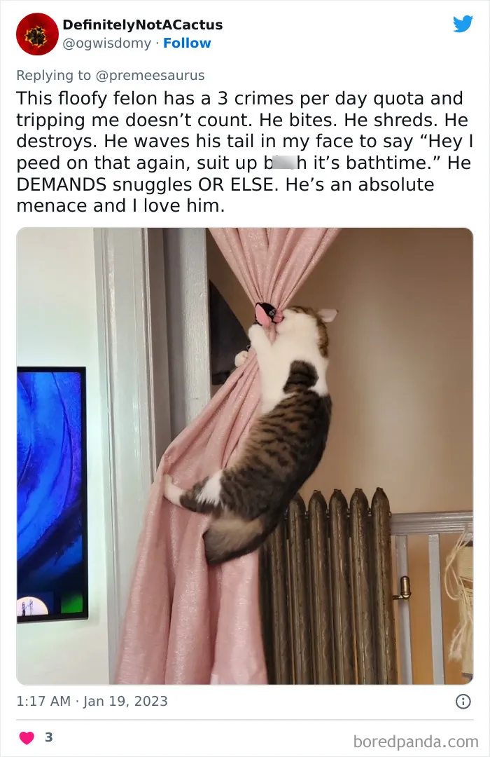 30 Hilarious Cases Of Cats Being Total Criminals And Causing Havoc In Their Loving Homes