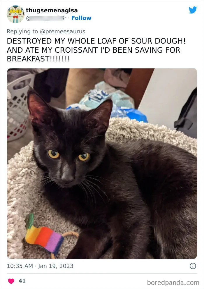 30 Hilarious Cases Of Cats Being Total Criminals And Causing Havoc In Their Loving Homes