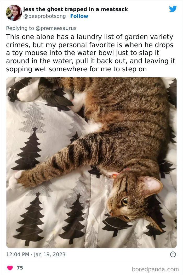 30 Hilarious Cases Of Cats Being Total Criminals And Causing Havoc In Their Loving Homes
