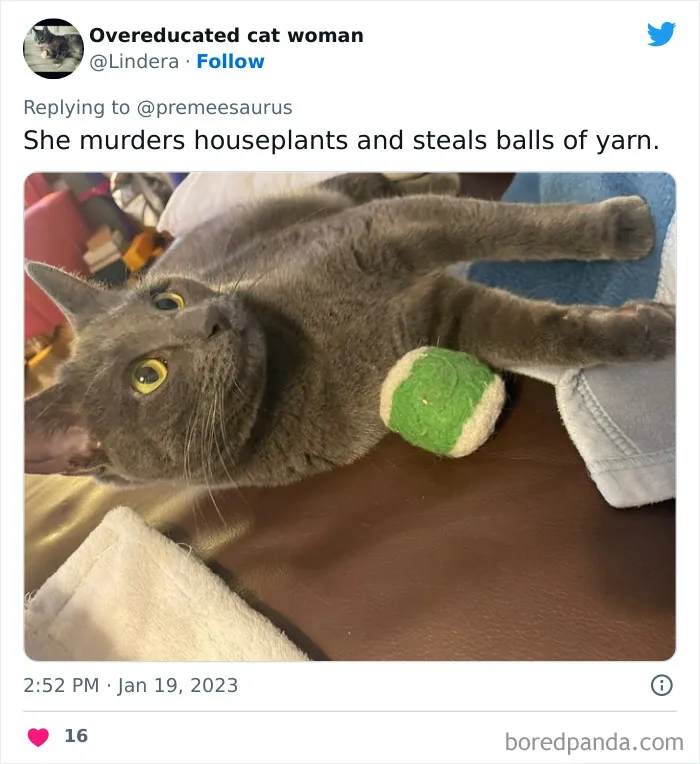30 Hilarious Cases Of Cats Being Total Criminals And Causing Havoc In Their Loving Homes