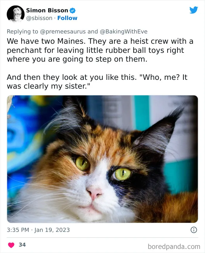 30 Hilarious Cases Of Cats Being Total Criminals And Causing Havoc In Their Loving Homes