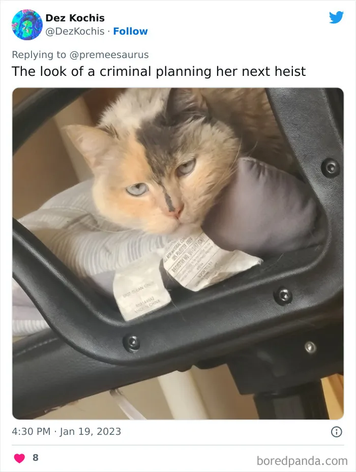 30 Hilarious Cases Of Cats Being Total Criminals And Causing Havoc In Their Loving Homes
