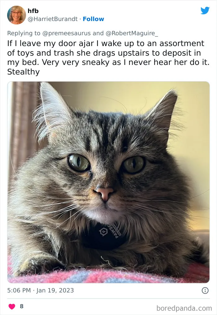 30 Hilarious Cases Of Cats Being Total Criminals And Causing Havoc In Their Loving Homes