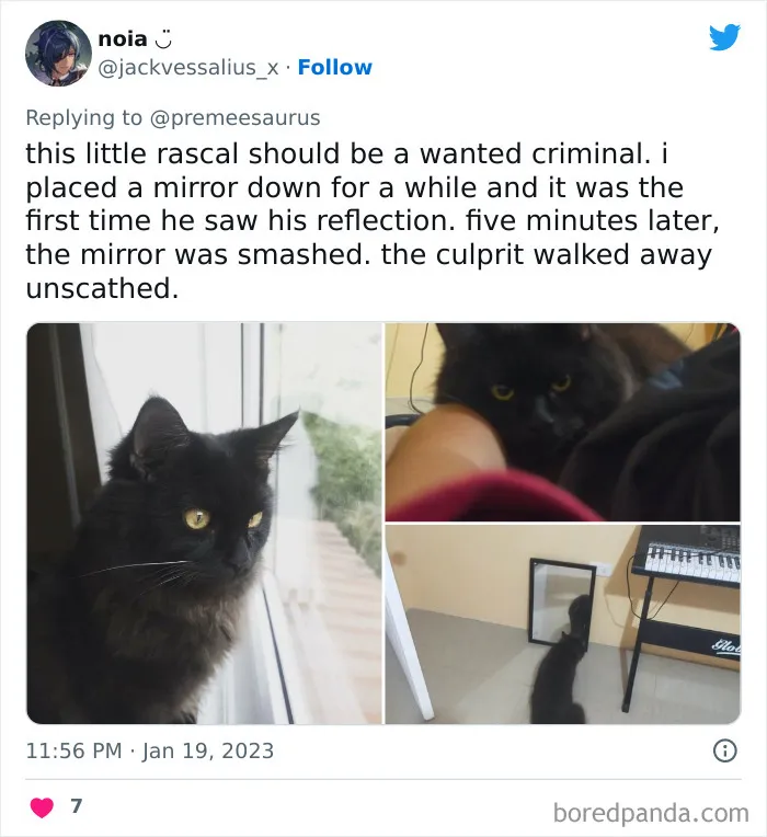 30 Hilarious Cases Of Cats Being Total Criminals And Causing Havoc In Their Loving Homes