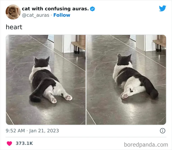 50 Of The Most Hilarious Cat Tweets Ever (New Pics)
