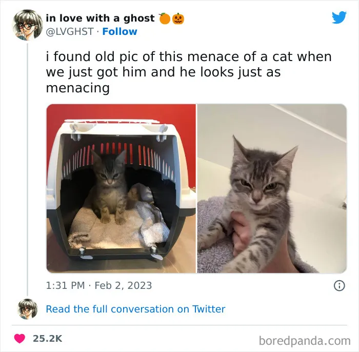 50 Of The Most Hilarious Cat Tweets Ever (New Pics)