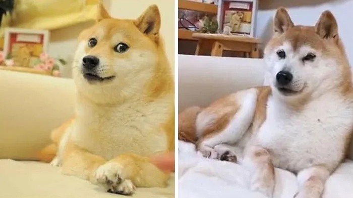 This Is Kabosu, She's 17 Years Old And Was The Original Face Of The Doge Meme In 2013