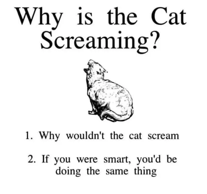 It's Me. I Am Cat