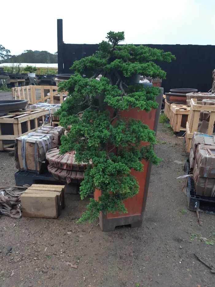 My Bonsai (Has Now Been Sold)