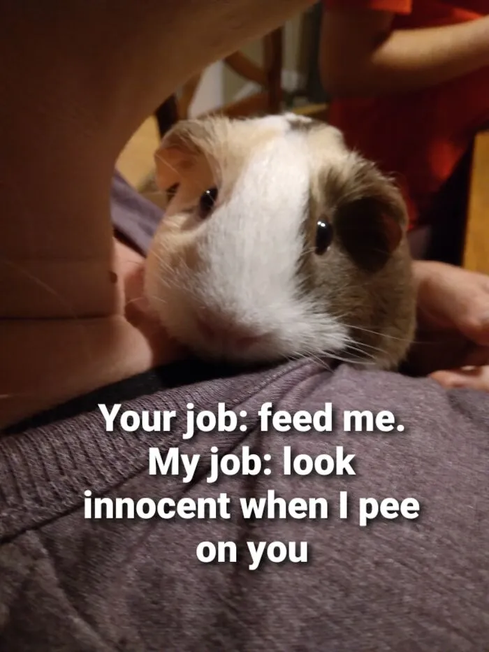 My Piggo Bella