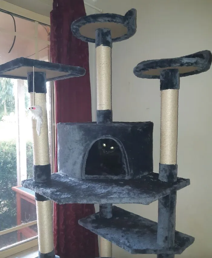 The Family Cat Foxy