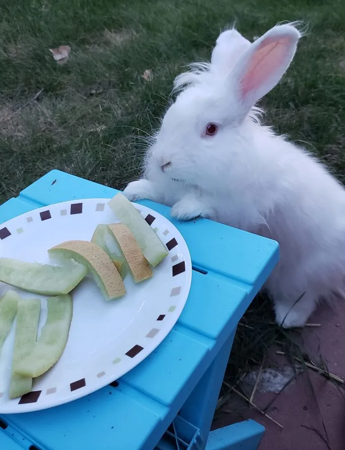 Benny, Curious To See What The Humans Were Eating