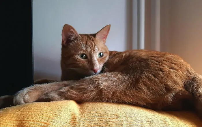 My Beautiful Boy, His Favorite Place To Watch Me π₯°