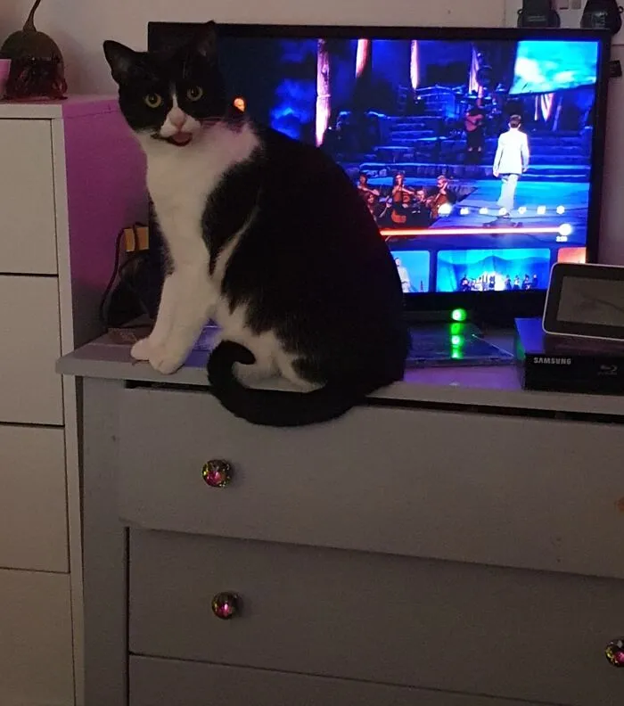This Is The First Time I Managed To Get A Photo Of Mine Doing A Blep