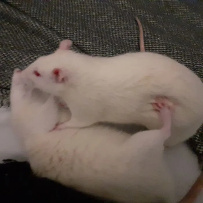 Drama Queens, Part 2