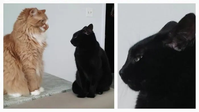 Sofa Arm Standoff