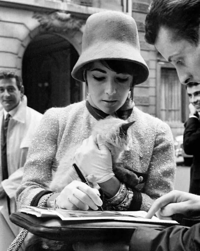 Accustomed To The Attention Of Fans, The Anglo-American Actress Elizabeth Taylor Caressed Her Kitten While Handing Out Autographs, 1961