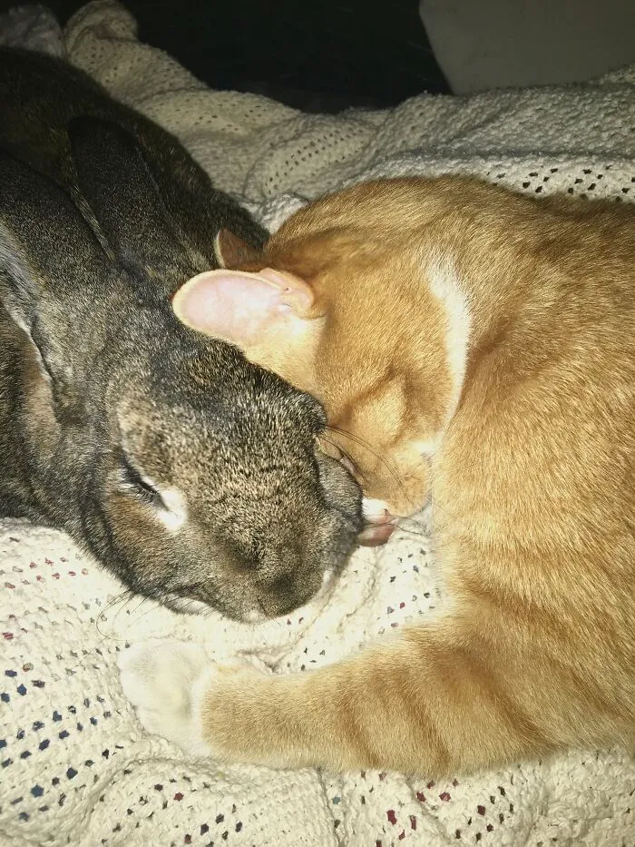These Two