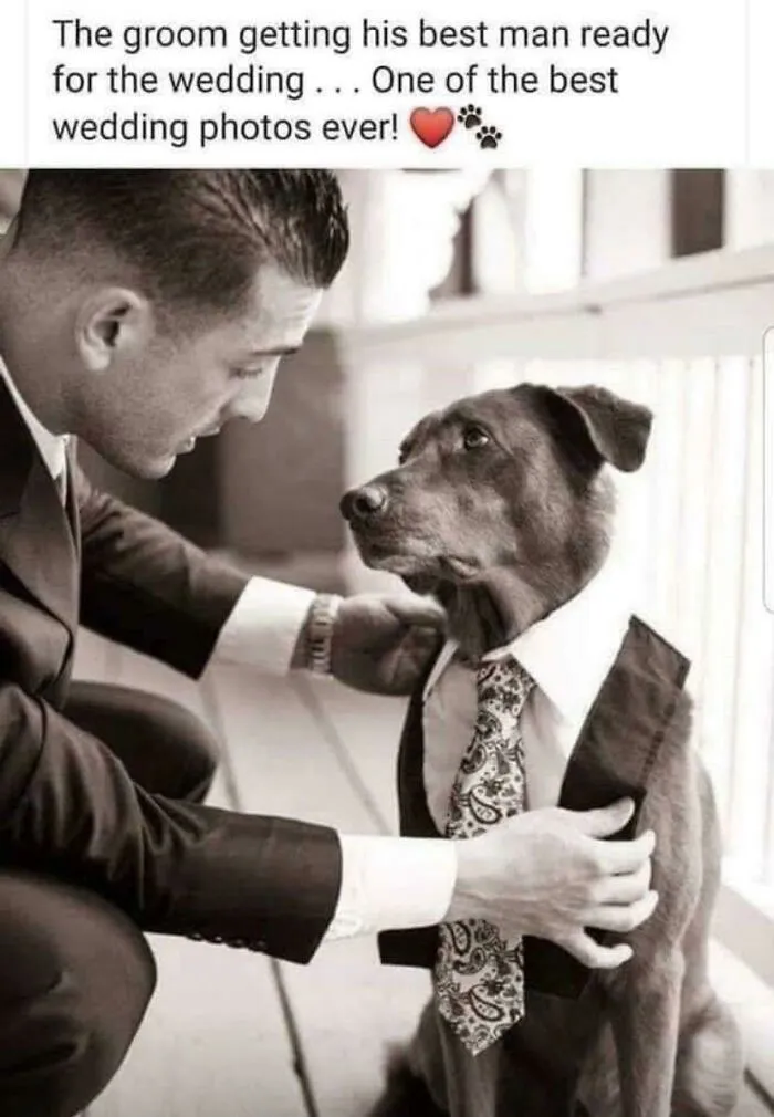 Seems Like The Dog Is Concerned