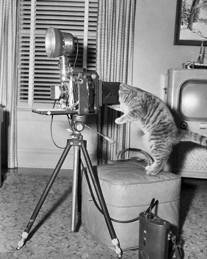 Kitten Playing A Photographer In 1956