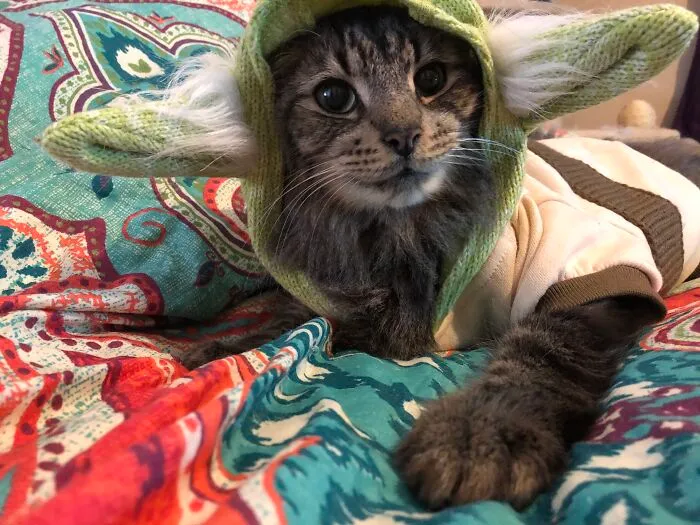 Thomas This Is