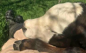 “This Is My Life Now”: 50 Hilarious Pics Of Humans And Animals Coming To Terms With Unexpected Situations (New Pics)