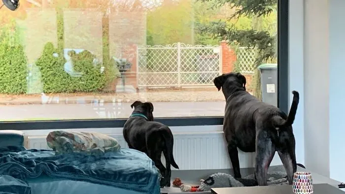 My Two Partners In Crime They Give Me Joy Everyday