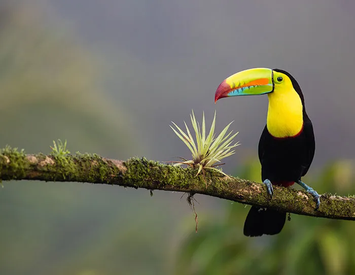 Costa Rica Is A Country With No Army