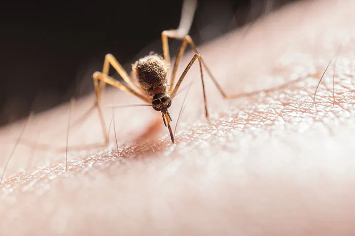 Iceland Is A Country With No Mosquitos