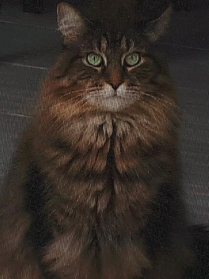 La foto de mi gato a través de una puerta mosquitera parece pintada en un lienzo