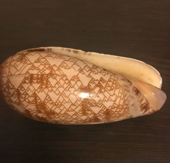 Natural Shell That Looks Like Someone Sketched A Mountain Range On It