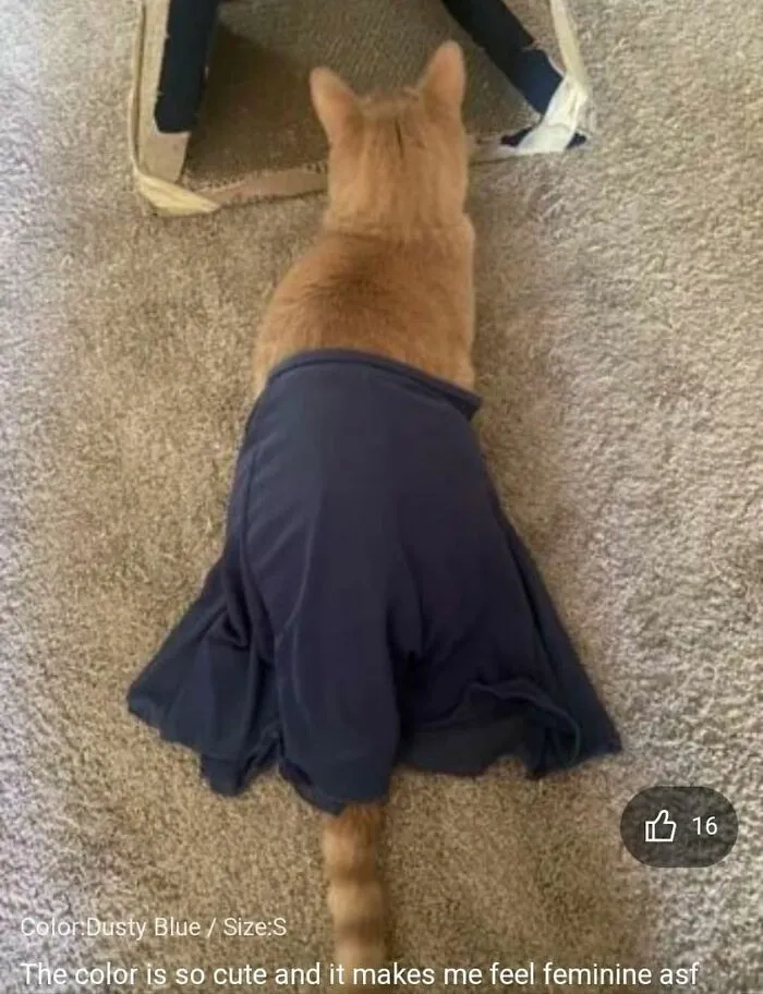 Was Looking At Reviews Of A Bathing Suit. This Was The Most Helpful