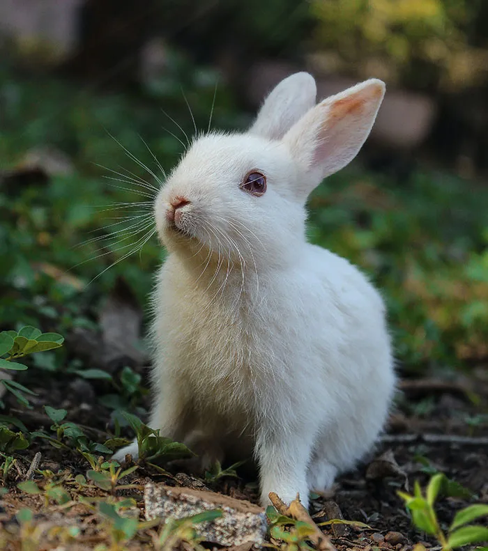 Your Rabbit Comes When You Call