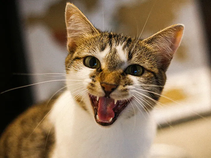 Your Cat Meows Just For You