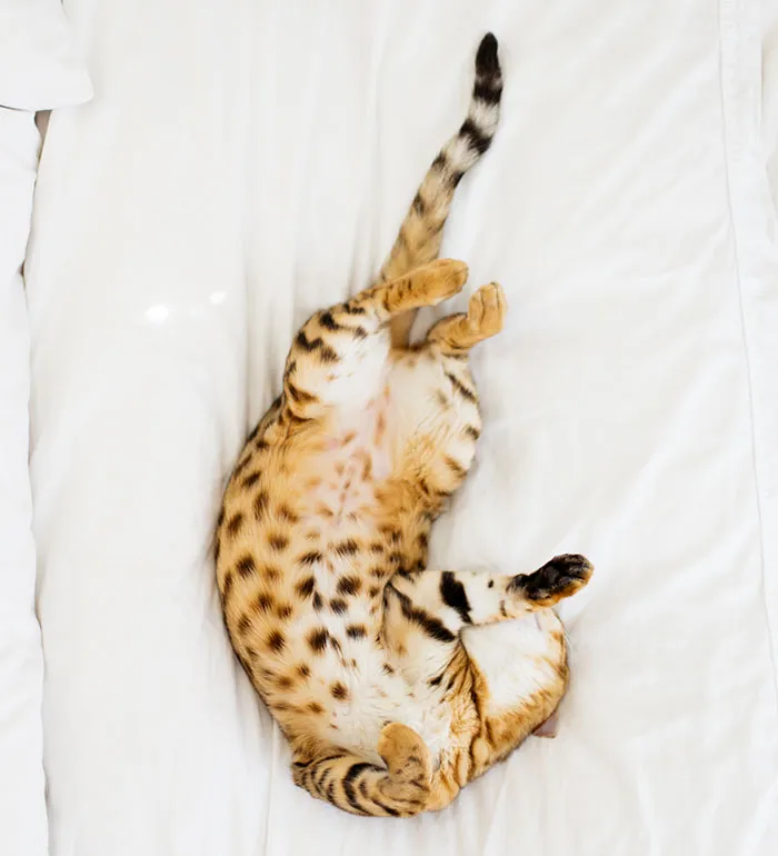 Your Cat Bares Her Furry Tummy