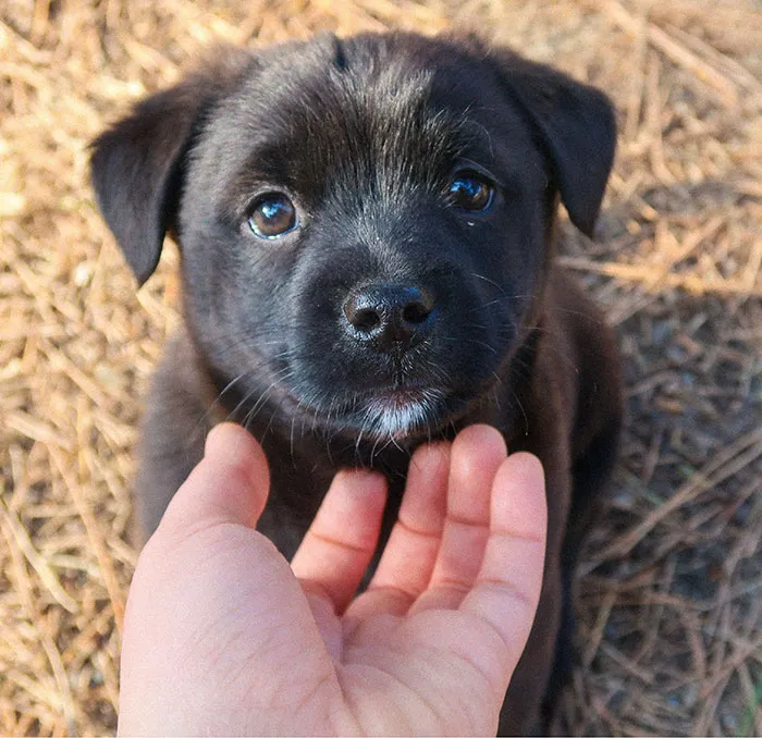 Your Dog Forgives You