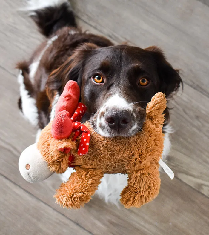 Your Dog Brings You Their Favorite Chew Bone