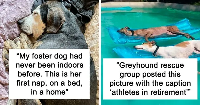 50 Times People Encountered Such Wholesome Dogs, They Just Had To Spread The Joy (New Pics)