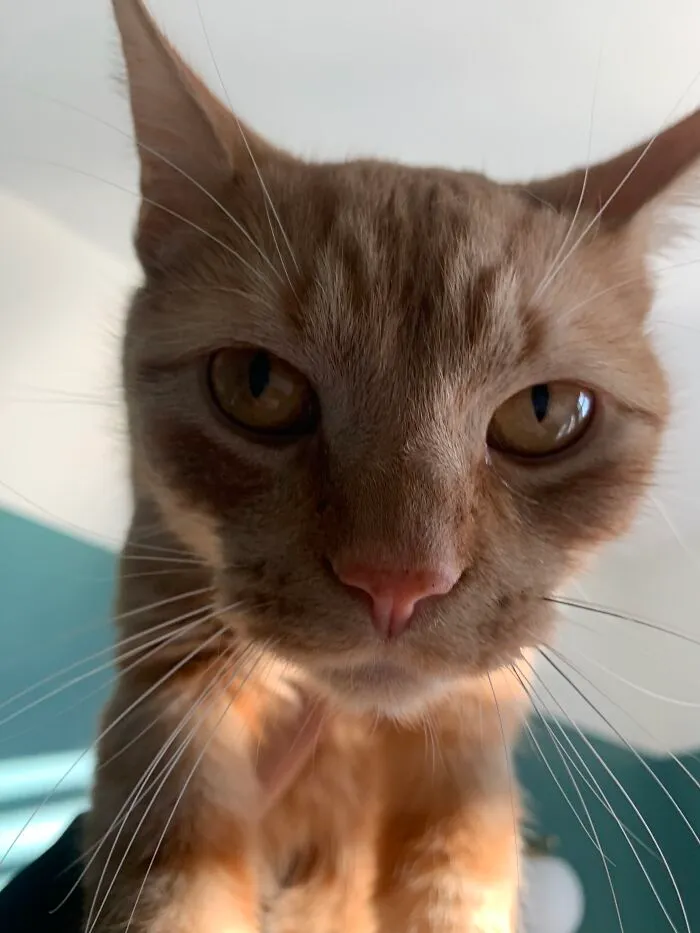 My Cat Alfie