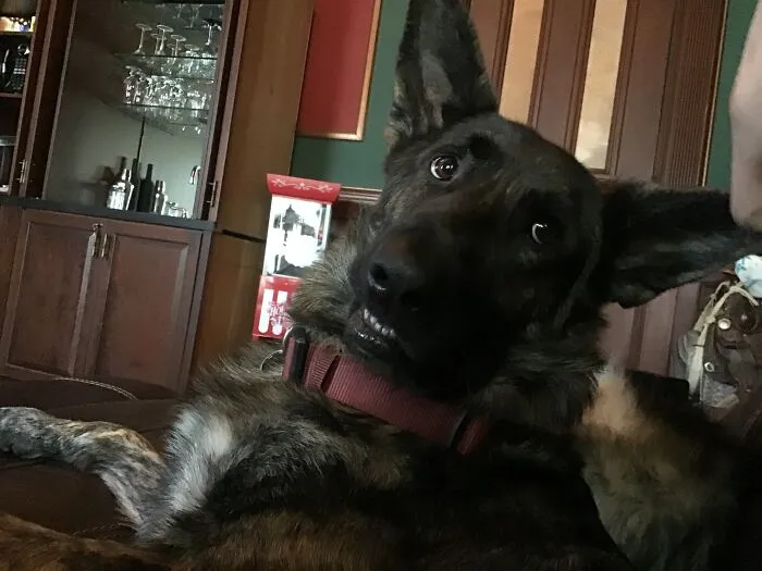 My Little Derp