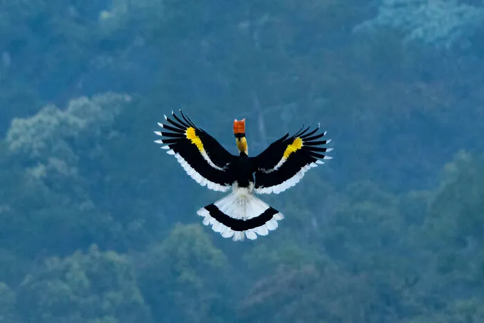 I Took Unique Photos Of Great Hornbills In India (8 Pics)