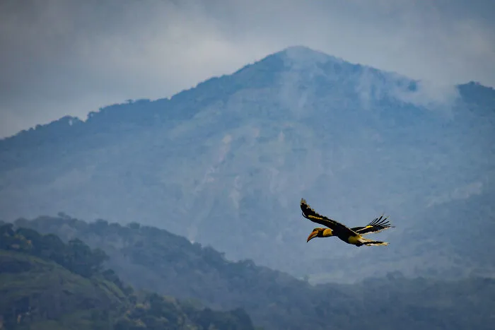I Took Unique Photos Of Great Hornbills In India (8 Pics)