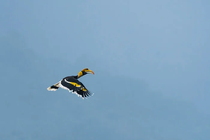 I Took Unique Photos Of Great Hornbills In India (8 Pics)